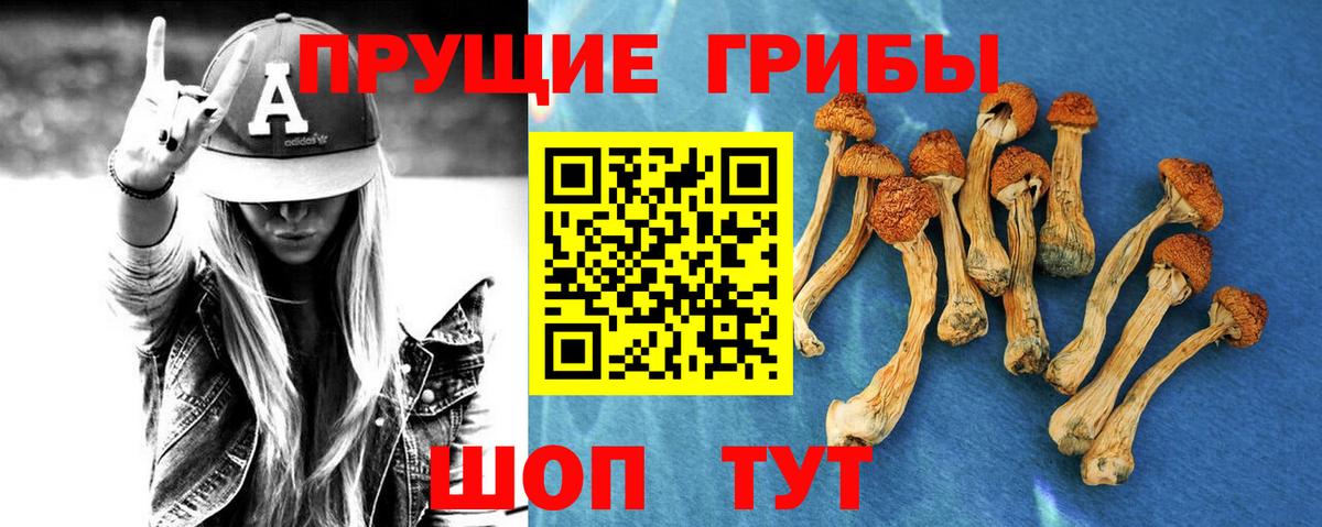 Псилоцибиновые грибы Psilocybine cubensis Медногорск
